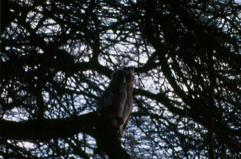 1-11 verreaux oehoe - Samburu national reserve